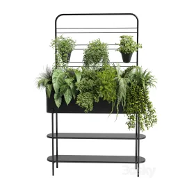 Collection Indoor plant